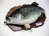 ブラックバス剥製 剥製工房☆GALAXY ブラックバス剥製作品集