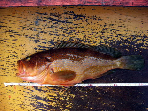 自己記録更新の52p!!