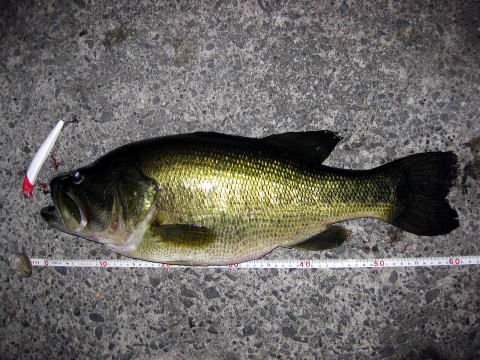 61センチのスーパーランカーです。