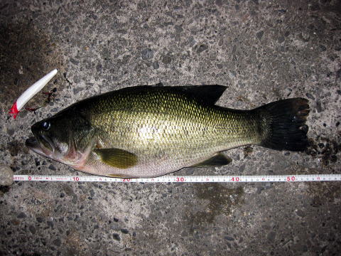 �T�R�Z���`�̃O�b�h�T�C�Y�Ȃ�ł����E�E�E