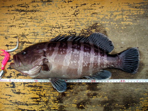 釣りたてのマハタ、45pです。
