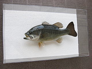 �A�N�����P�[�X